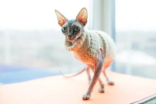 Dress up Your Pet Day: What’s New on the Catwalk