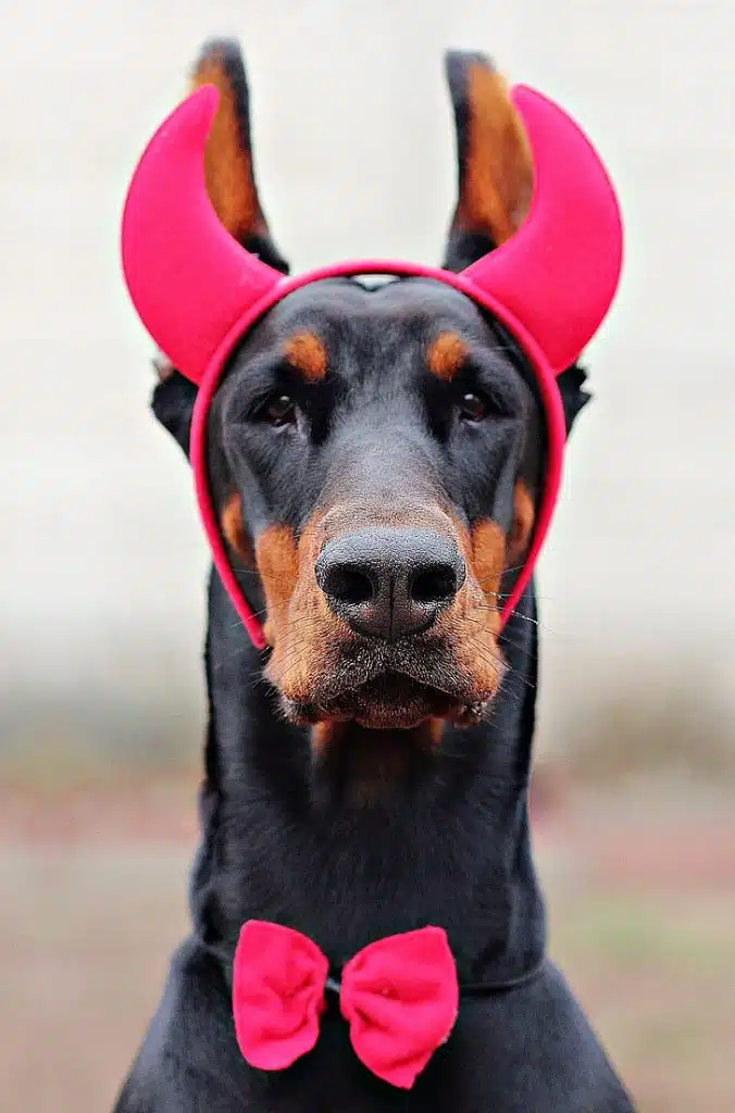 Fancy dressing up your pet