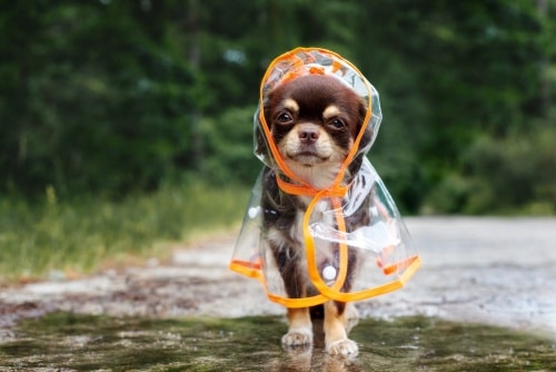 14 January is time to celebrate National Dress Up Your Pet Day