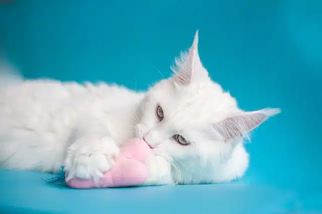 Of the friendliest cat breeds this one - the Maine Coon - is notably the biggest breed
