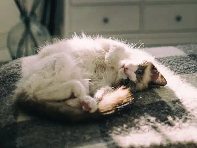 This Ragdoll cat breed is considered one of the friendliest cat breeds on the planet