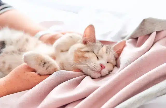 This allergy friendly cat breed is lying on its owners bed for a cuddle