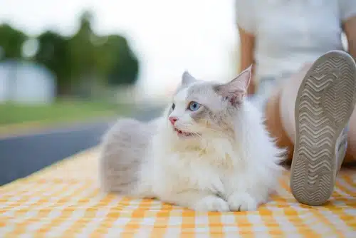 A Ragdoll sits with its owner on a picnic blanket