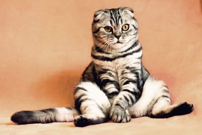 The Scottish Fold is a friendly cat breed