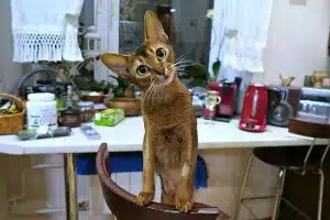 arthritis in dogs and cats