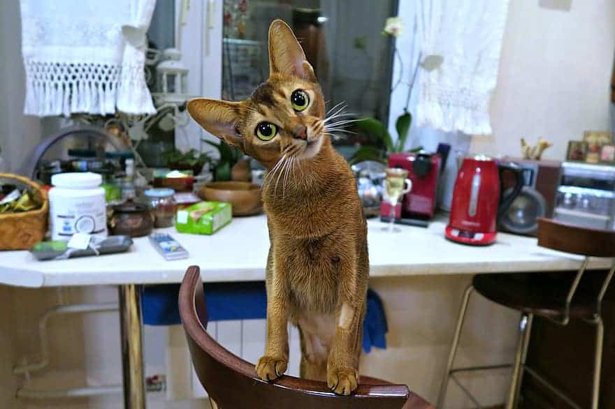 The Abyssinian is a friendly breed of cat