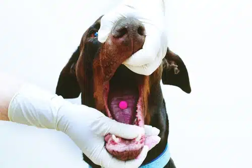 vet with white gloves giving medication to a puppy with pill in mouth