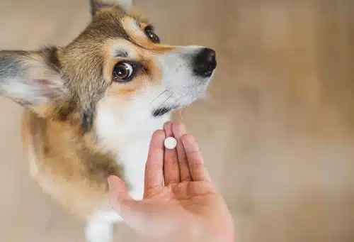 how to give medicine to puppy feature image - corgi looking at pill in owner's hand