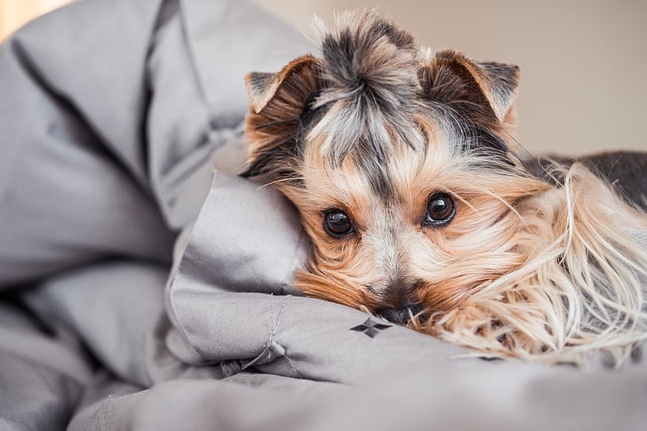 Medical benefits of desexing your dog
