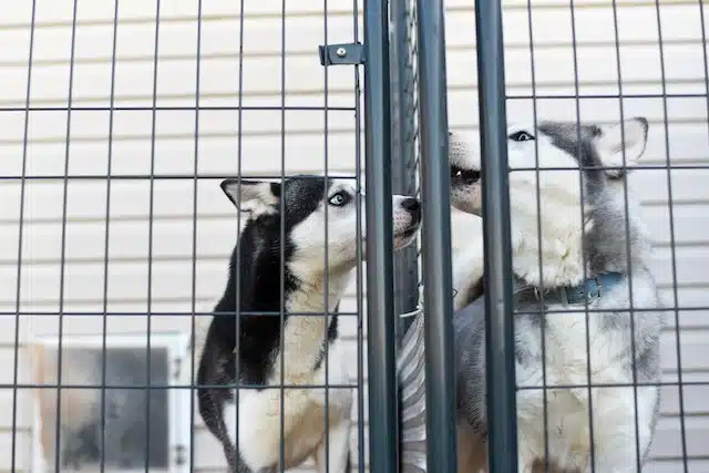 two huskies used as breeding dogs in a backyard breeding facility smell each other through the bars of their cages
