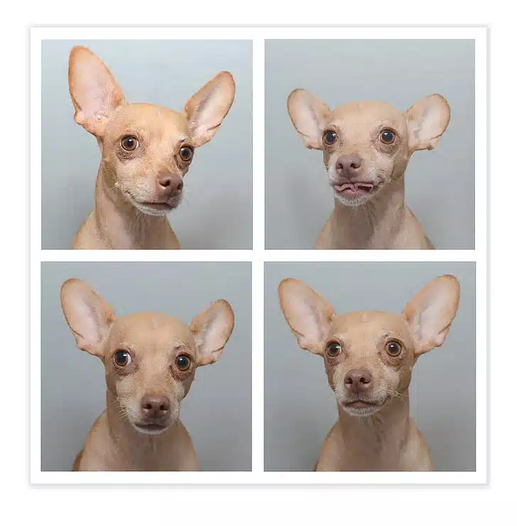 A dog poses for a series of portraits