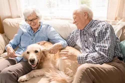 A couple of older pet owners sit with their Golden Retriever who now lives with their eldest daughter