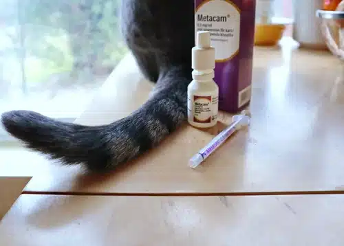 giving medication to cats secondary image 0 cat back and tail next to medicine and syringe