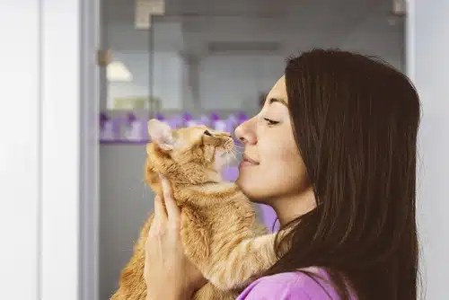 giving medication to cats can as simple as lifting them up like this