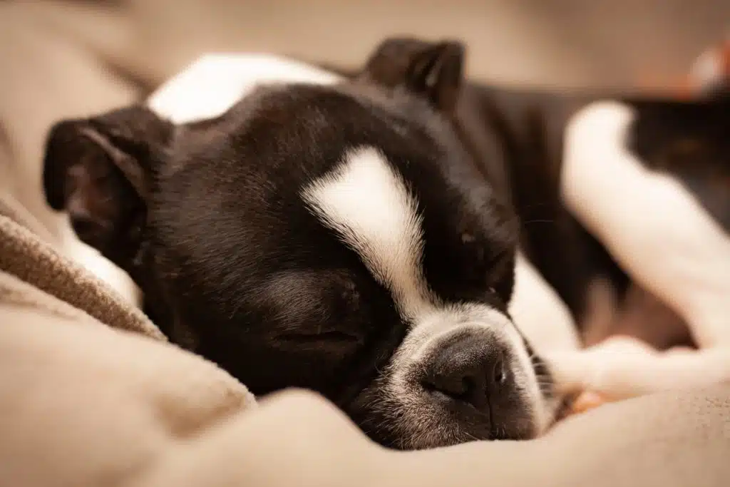 The pet parents of this dog wonder whether they should spay their female pup or let her have a litter.