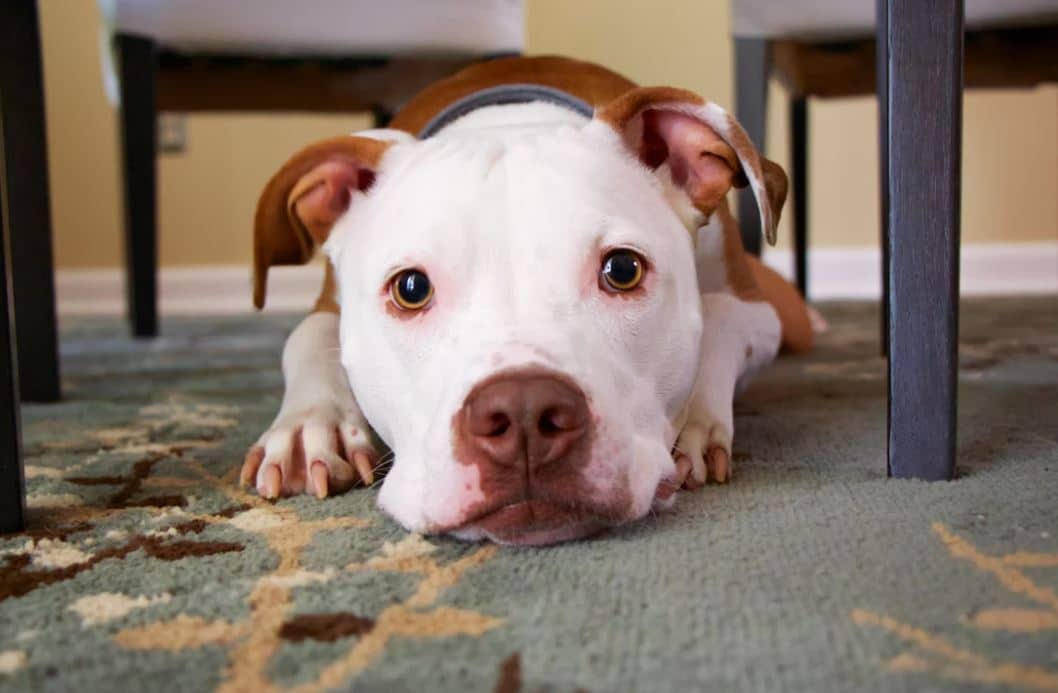 nell cough has made this brown pitbull sick