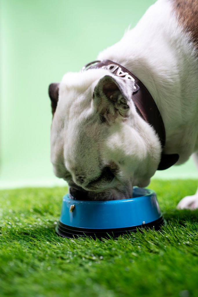 pros and cons of raw food secondary image bulldog eating food on grass