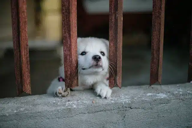 Young puppy born in a puppy mill tries to see outside its cage