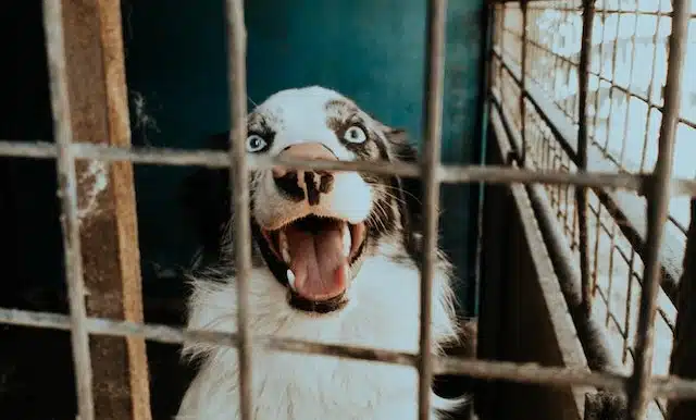 a dog in a puppy mill is stressed out due to being locked in a tiny cage