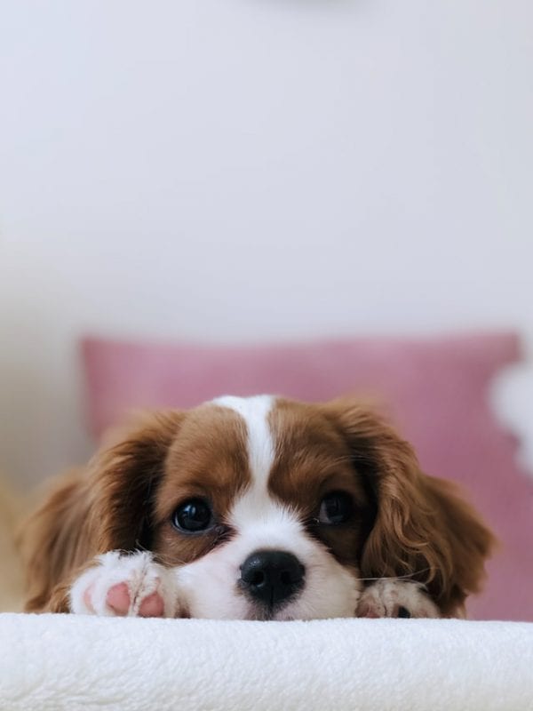 spaniel puppy - routine pet care image