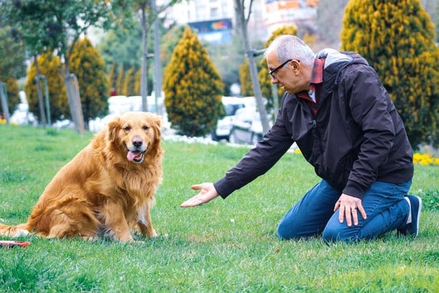 A senior pet parent petting a dog in a park.
