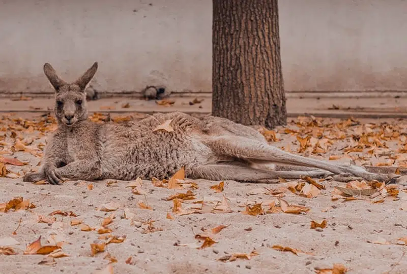 seeing a kangaroo lying on the road like this is a sure sign that youre driving in australia