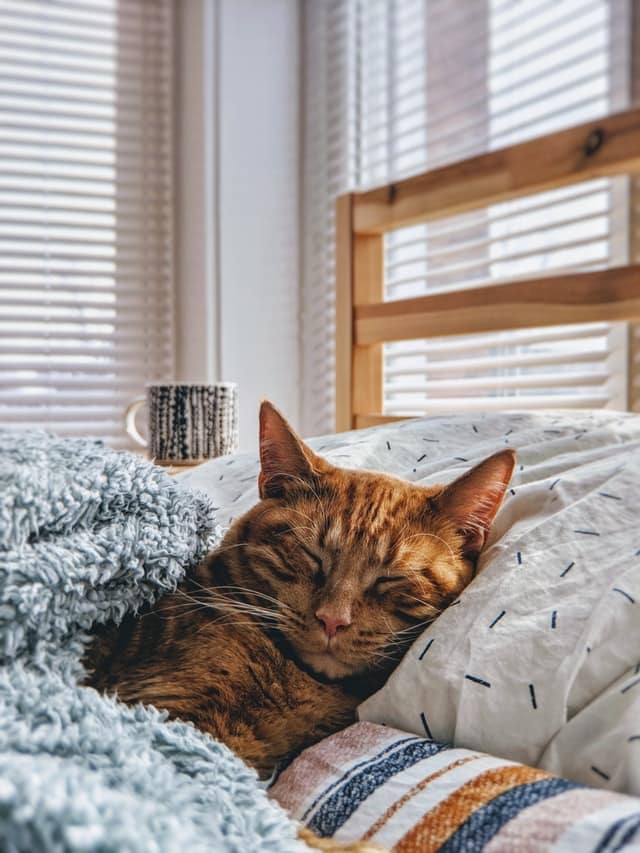 Cats with coronavirus get mild symptoms