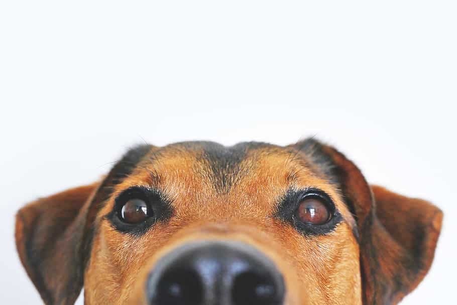 Dogs have tested positive for coronavirus but evidence suggests they're asymptomatic.