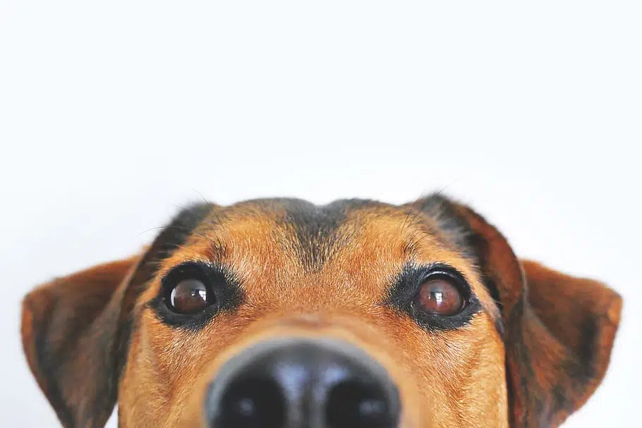 Dogs have tested positive for coronavirus but evidence suggests they're asymptomatic.