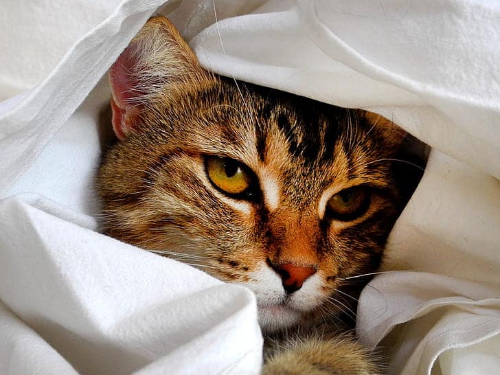 Cats can get mild symptoms from coronavirus.