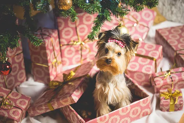 If you can’t care properly for a pet you got for Christmas, setting them up for success is still a possibility.