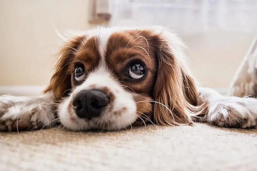 Giving a pet as a present can be irresponsible and unkind to both the recipient and the pet.