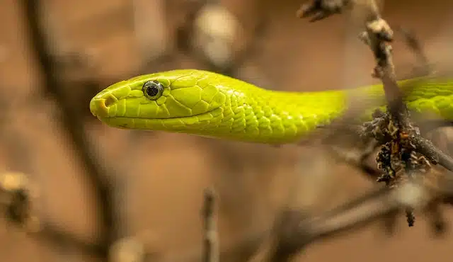 snake represents the Chinese New Year zodiac year of the snake