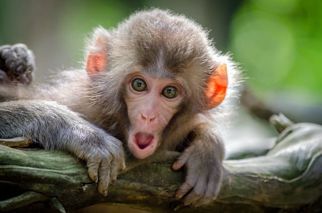 Monkeys are intelligent, sociable, and well regarded 