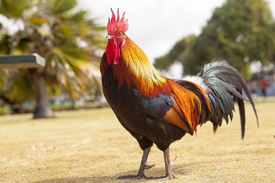 Roosters are great communicators, and as a result manage teams well.