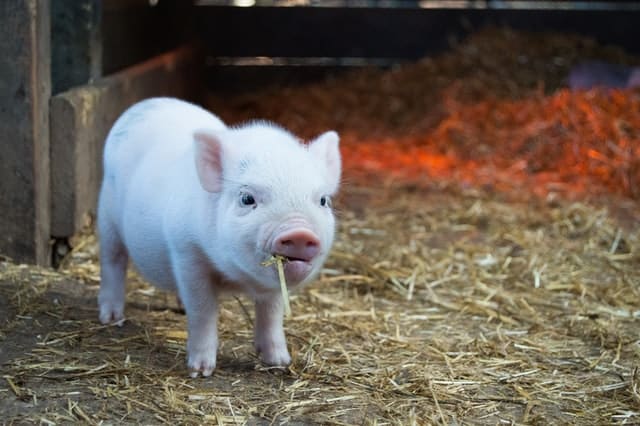 Pigs are unpretentious, sincere and generous with lending a helping hand. 