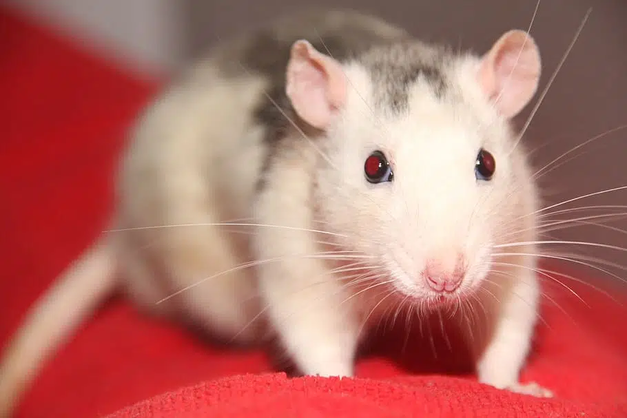 The rat is the first animal in the Lunar New Year cycle.