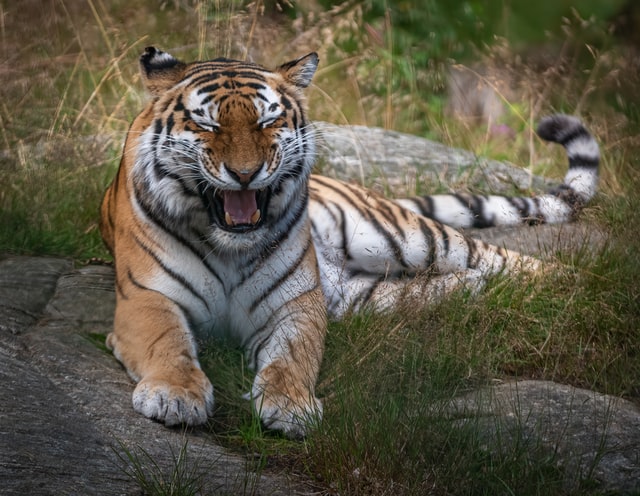 Does the tiger match your personality?
