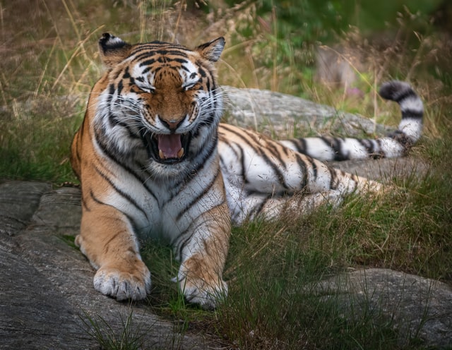 This tiger marks the Chinese zodiac animal that welcomes in the Year of the Rabbit