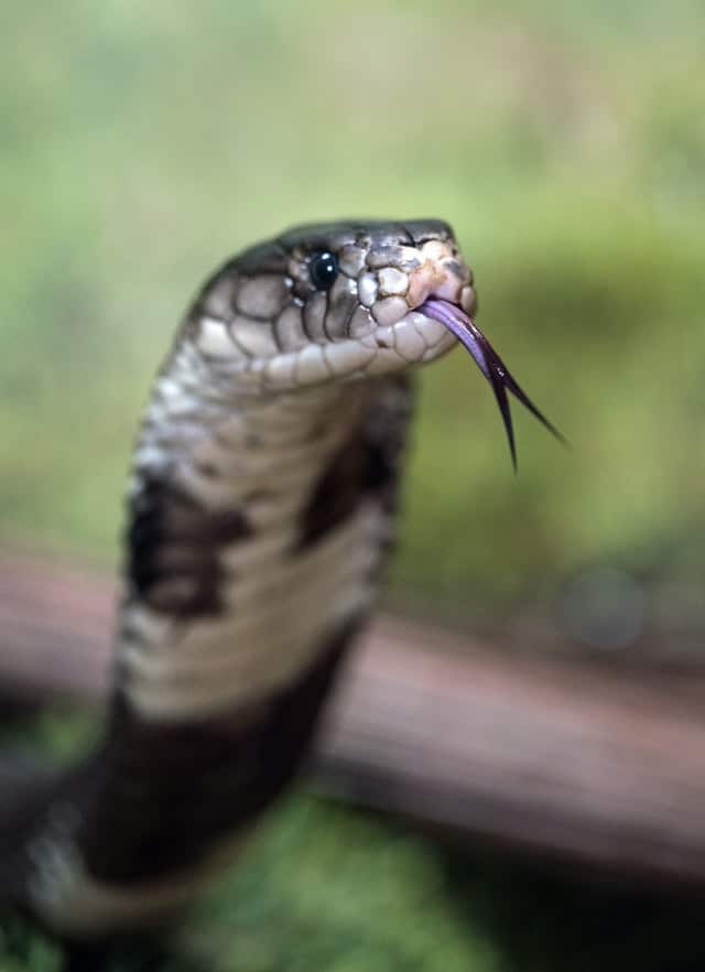 Snakes are given a bad rap but they do have good qualities.