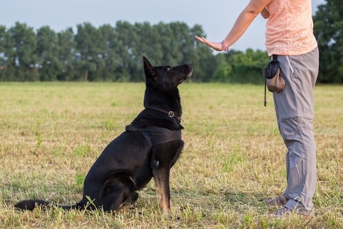 Dogs enjoy training because they find it stimulating.