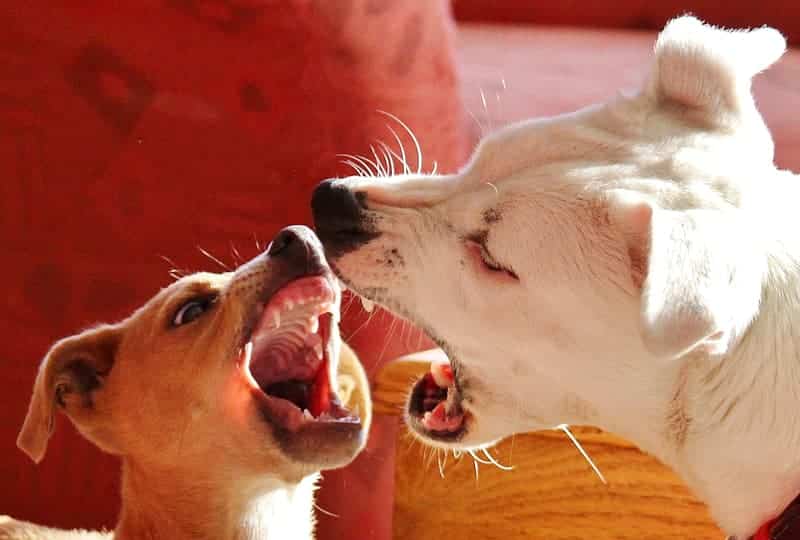 If a dog doesn't know how to interpret another dog's body language it can be defensive and even bite.