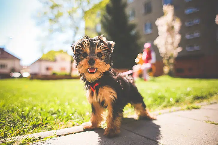While cats are good at (self-taught) home school, dogs really benefit from puppy school.