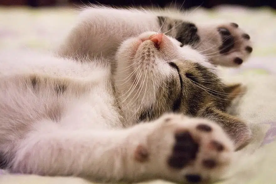 You want to make an emotionally mature commitment to pet parenthood because it’s hard work – it’s parenting after all.