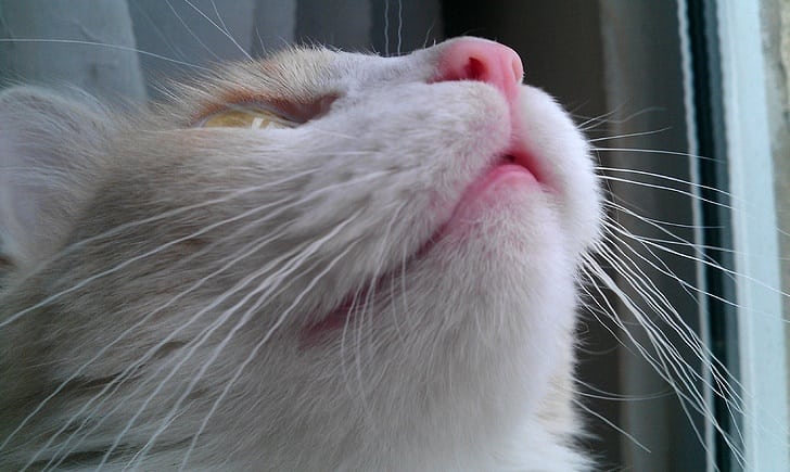 A cat’s sense of smell is 9-16 stronger than ours!
