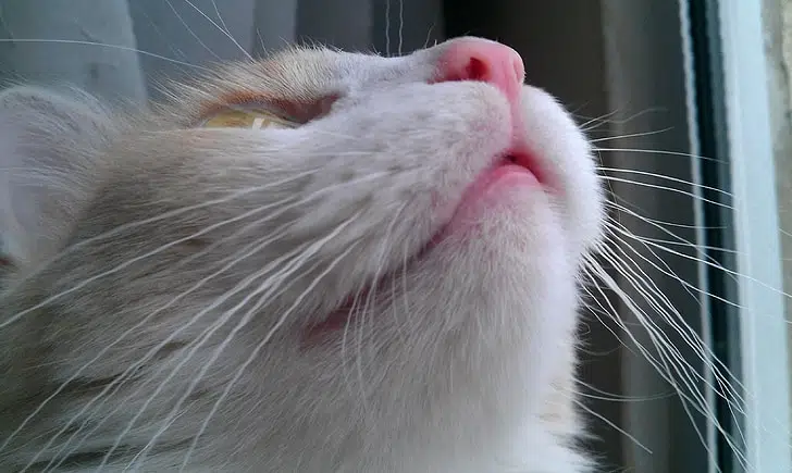 A cat’s sense of smell is 9-16 stronger than ours!
