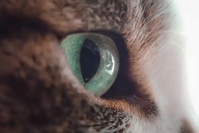 Once your cats are introduced via scent, the next step is visual contact.
