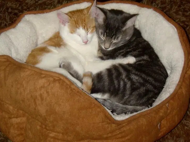 If you have two pets, you're eligible for our multiple pet discount. Meow!