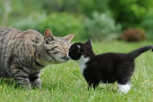 Kitten and cat introductions are crucial to get right - they form the bedrock of a cat relationships.