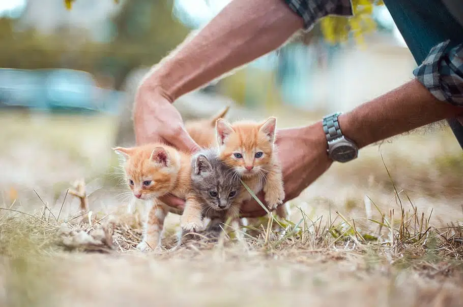 In Australia, many unwanted animals are euthanised every week because shelters are overpopulated.